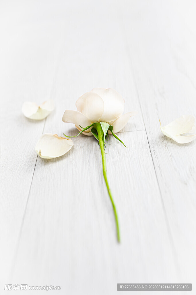 单枝白花与散落花瓣
