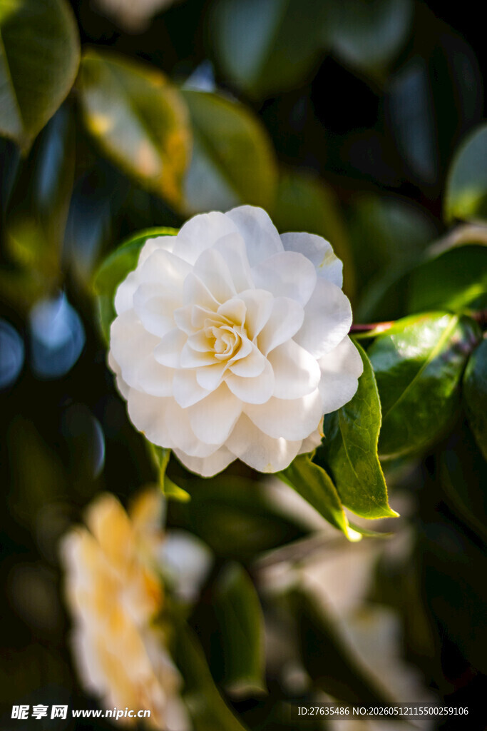洁白山茶花绽放绿叶间