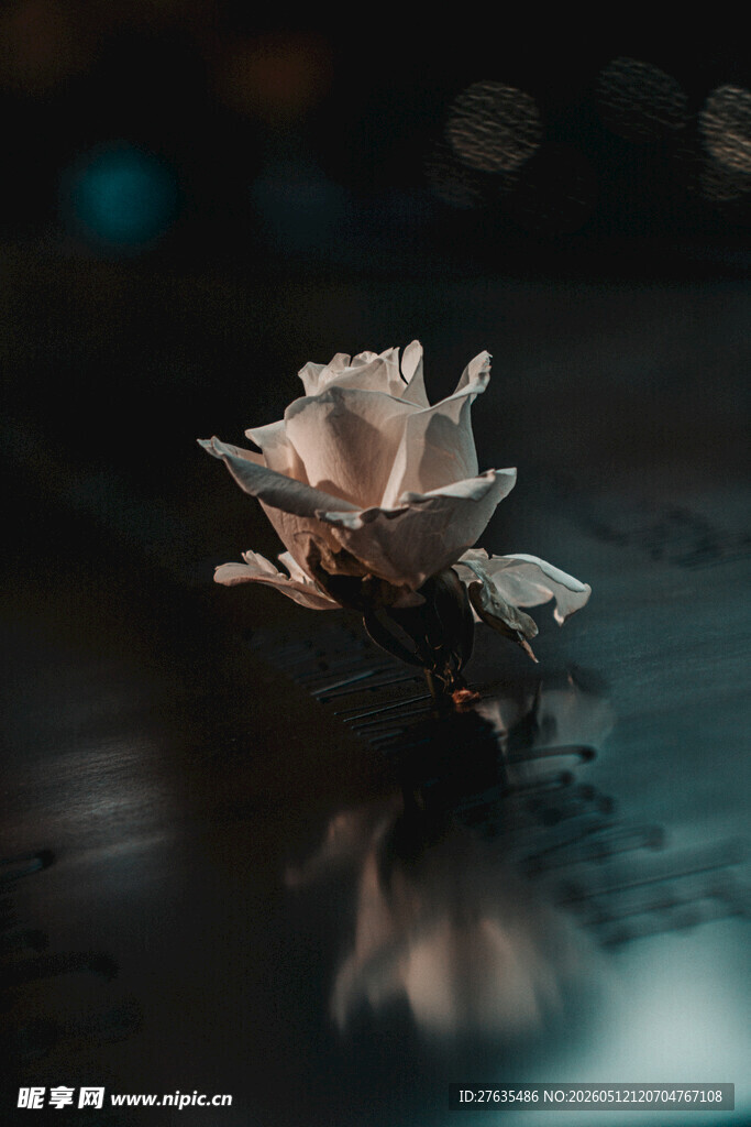 绽放的白色花朵特写