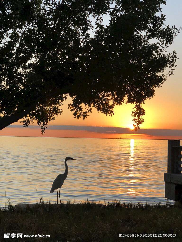 夕阳下湖畔的鹭鸟