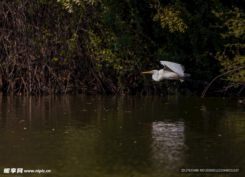 白鹭掠水