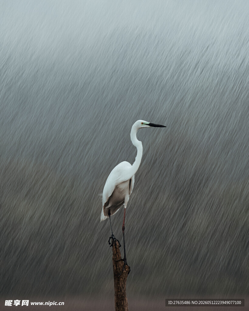 雨中白鹭独立枝头