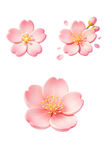 三朵唯美粉色樱花图案