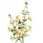 黄色花枝插画清新自然风