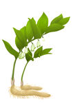 铃兰植株带根茎特写