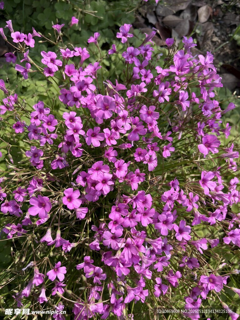 繁茂紫花绽放