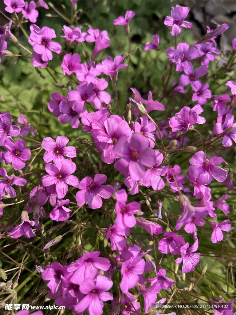 紫色小花