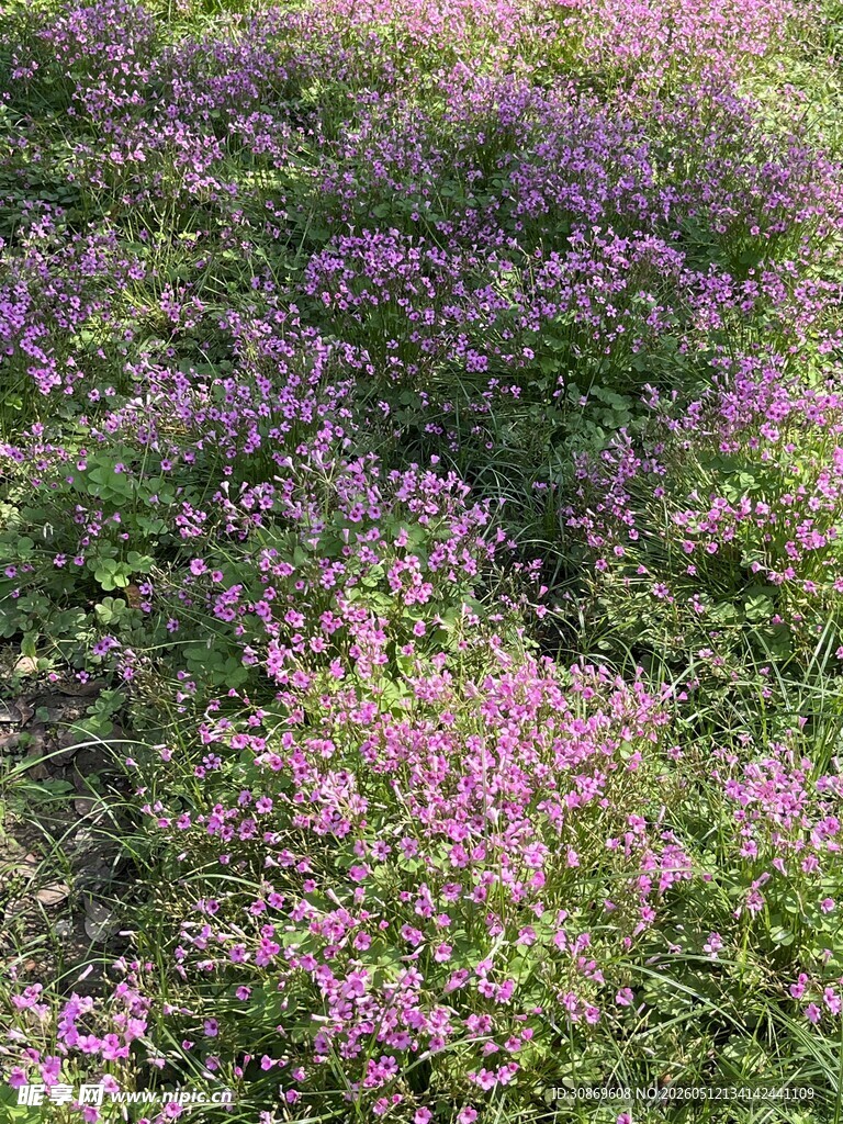 紫色小花