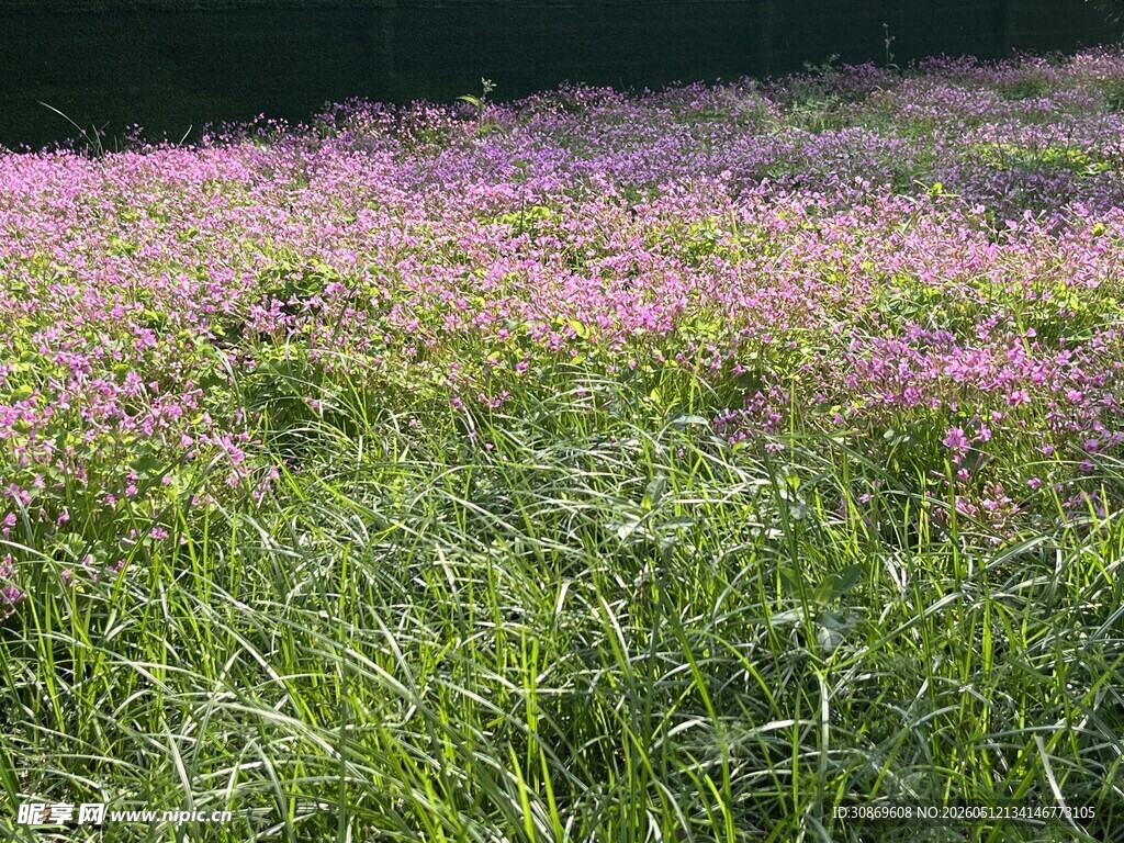 粉紫野花