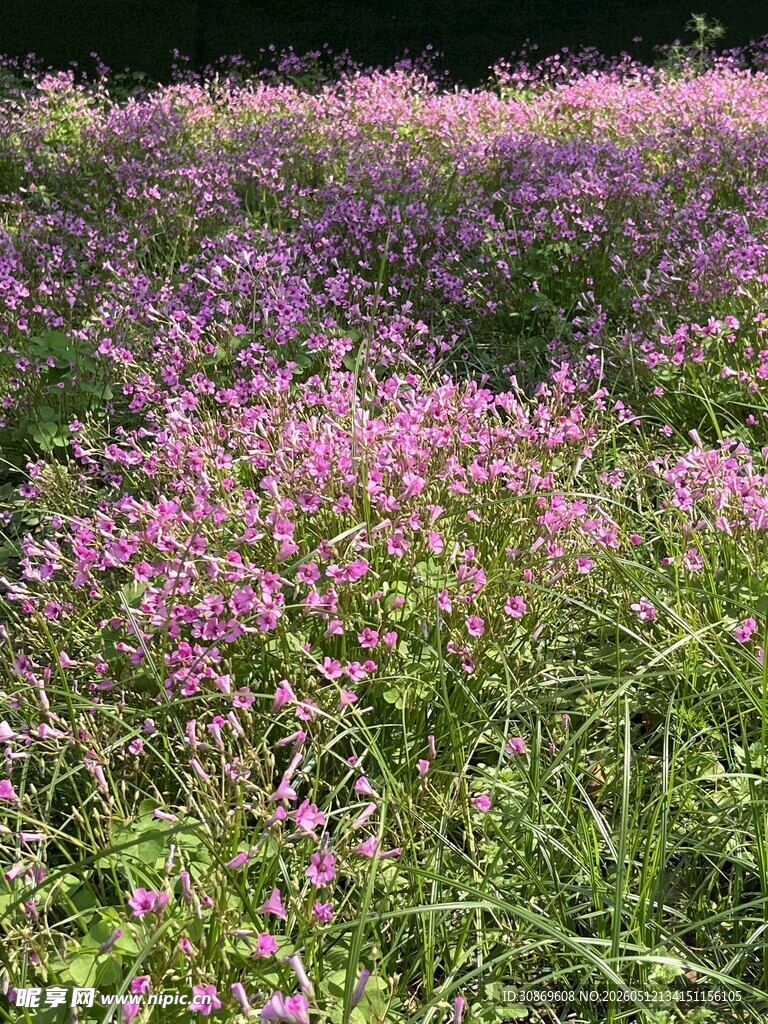 紫色花海