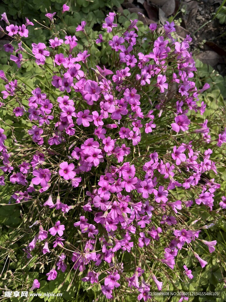 繁茂的紫色花卉绽放