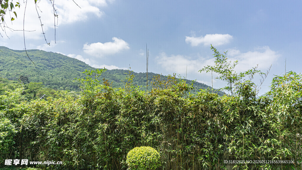 山间绿植景观