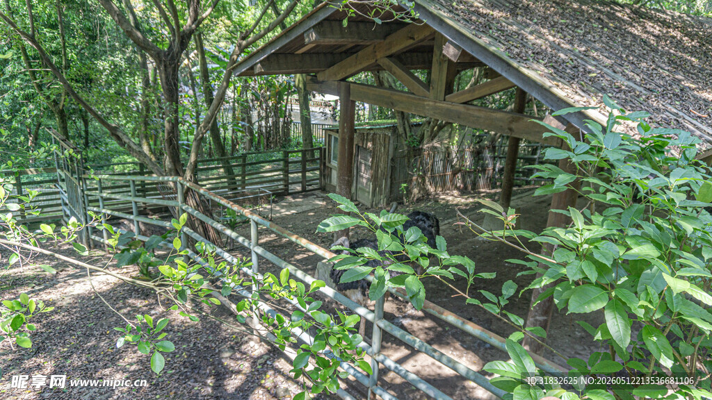 林间木屋中的鸵鸟 自然静谧之景