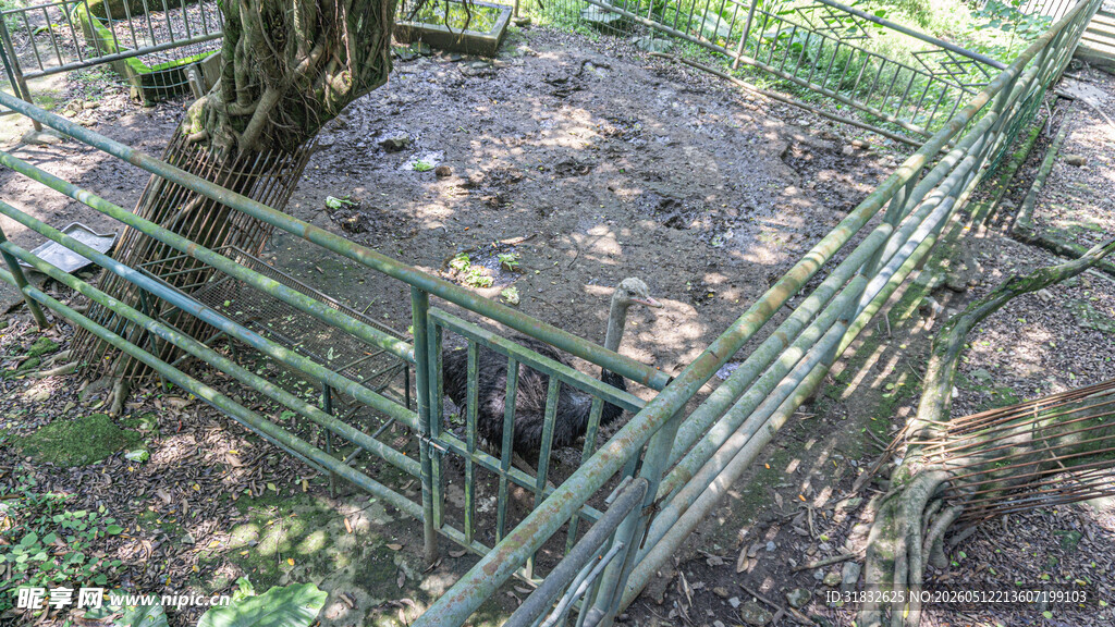 围栏内的鸸鹋