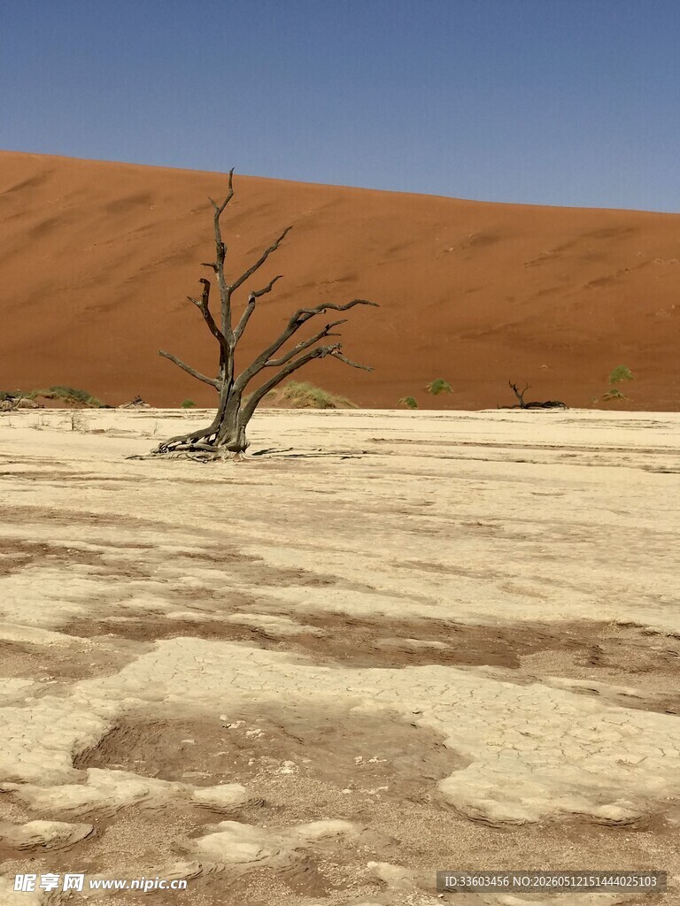沙漠中的枯树立于荒原