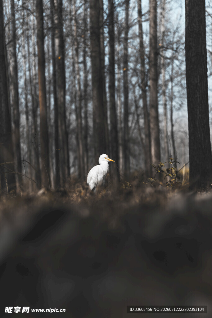 林间孤鹤
