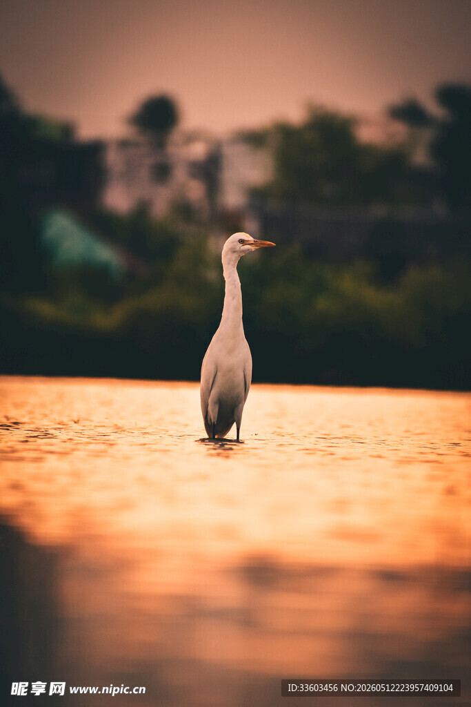 夕阳下独站水中的鹭鸟