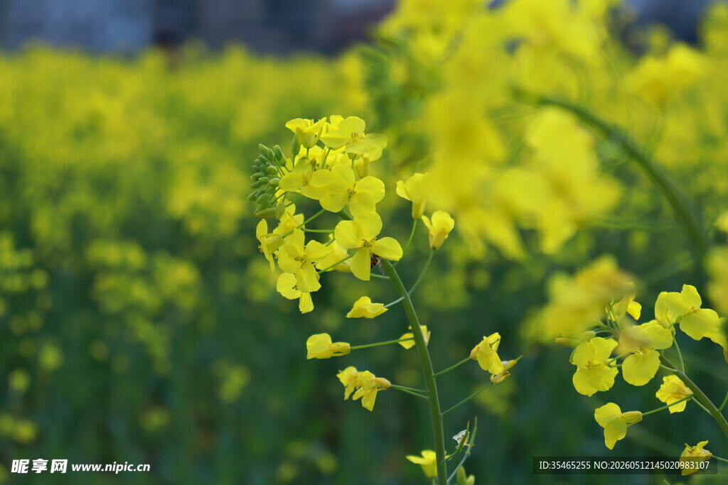 金黄油菜花田美丽景致