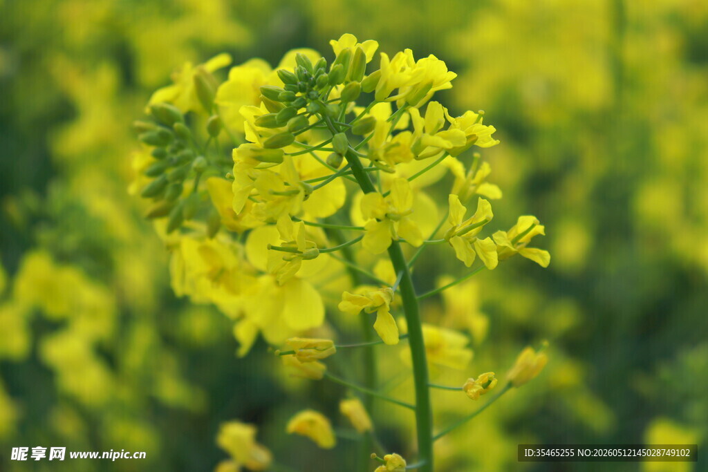 金黄油菜花绽放