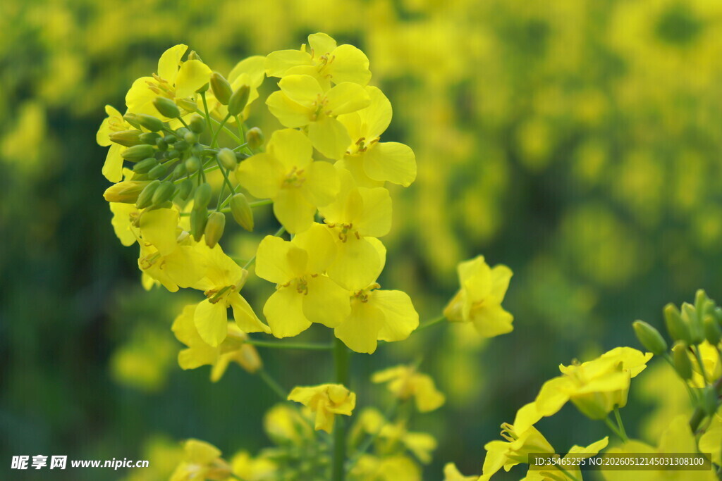 金黄油菜花绽放