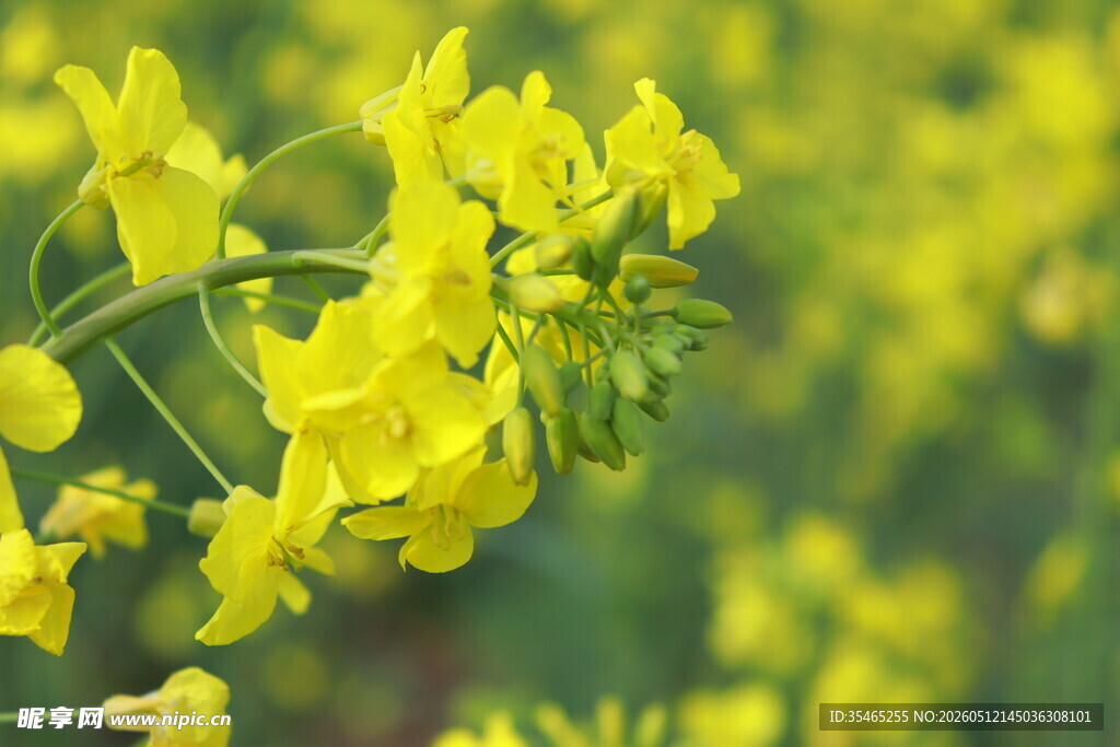 金黄油菜花绽放