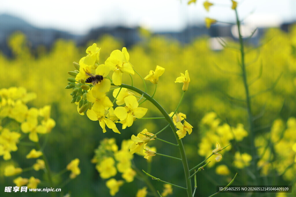 春日油菜花田中的蜜蜂