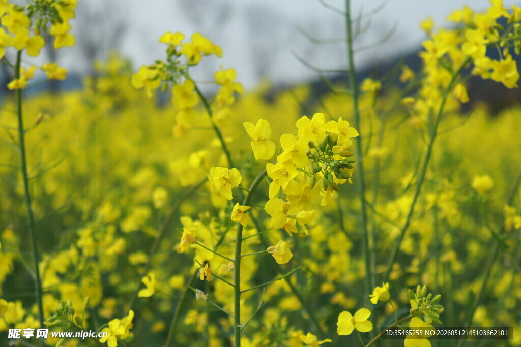 金黄油菜花田美景