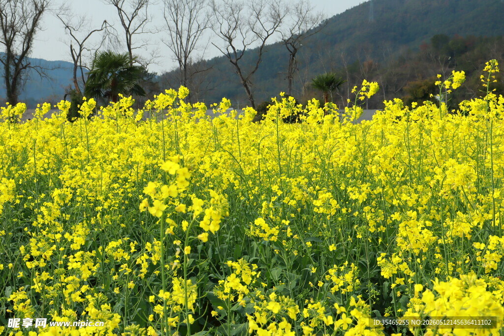 春日油菜花海美景