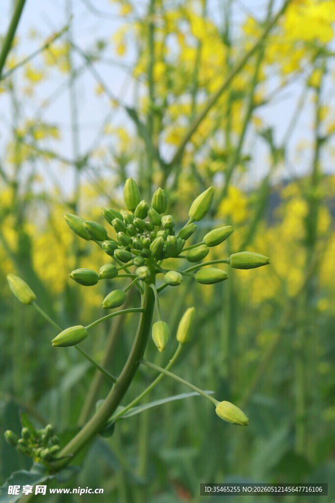 油菜花间的嫩绿植株