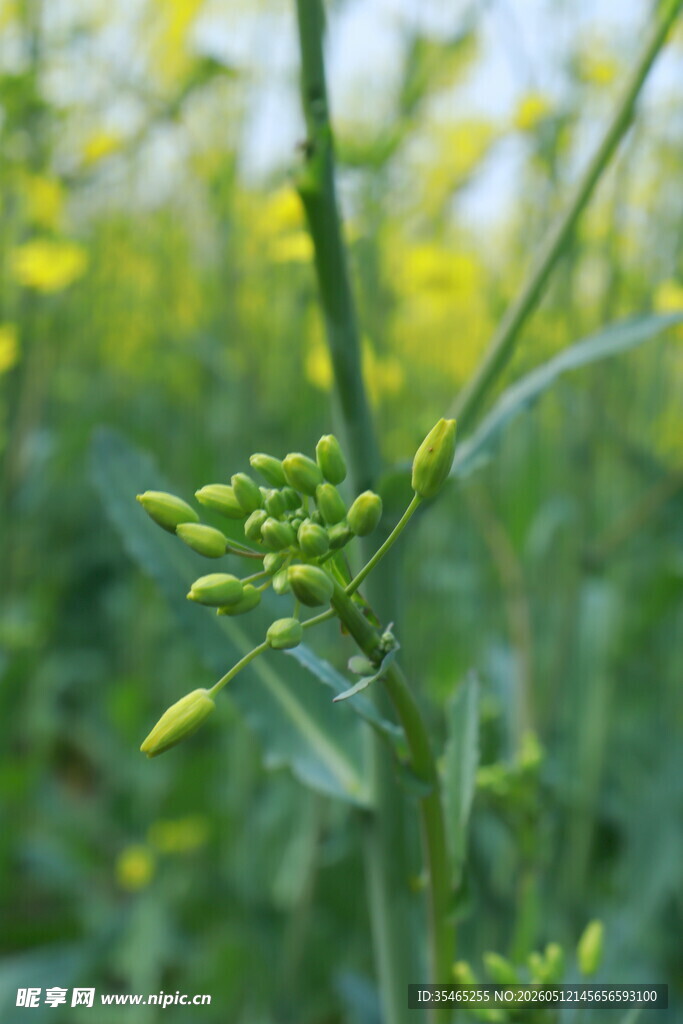 油菜枝上嫩绿花苞初现