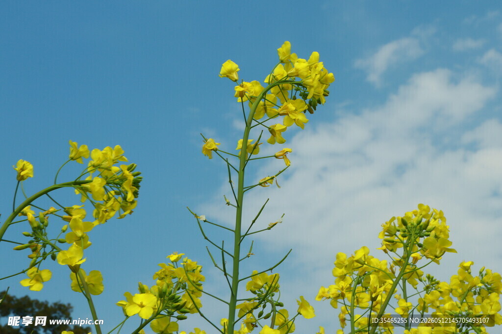 蓝天映衬下的灿烂油菜花