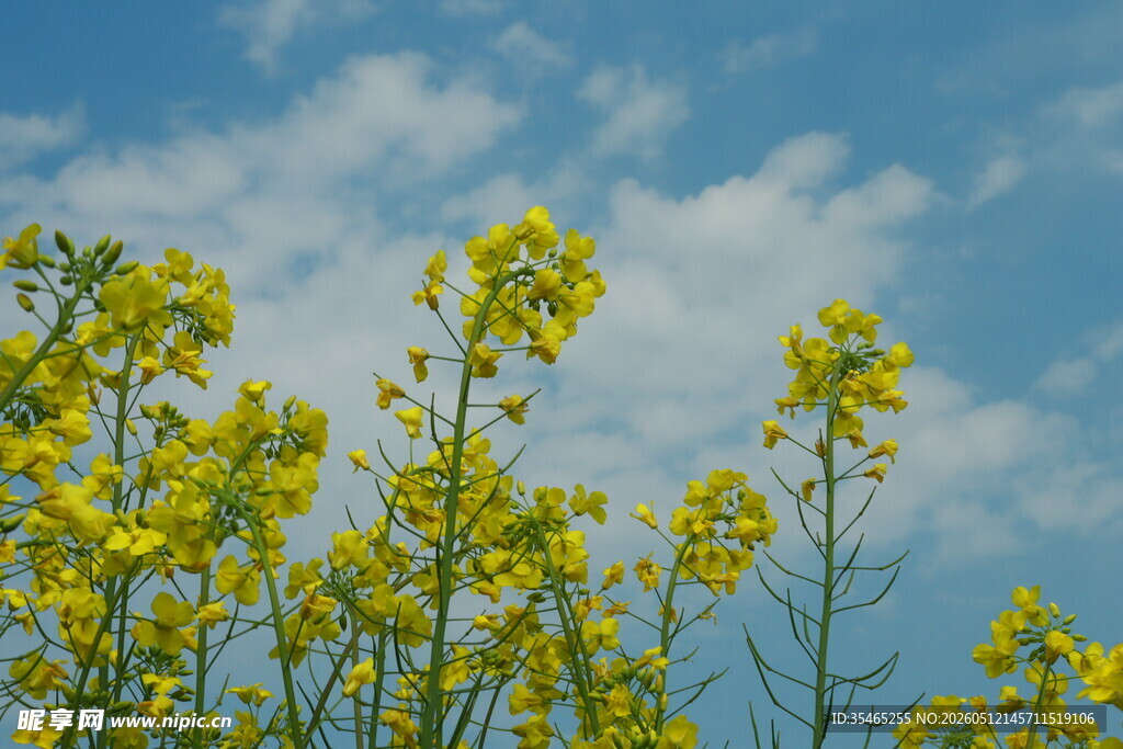 蓝天映衬下的灿烂油菜花