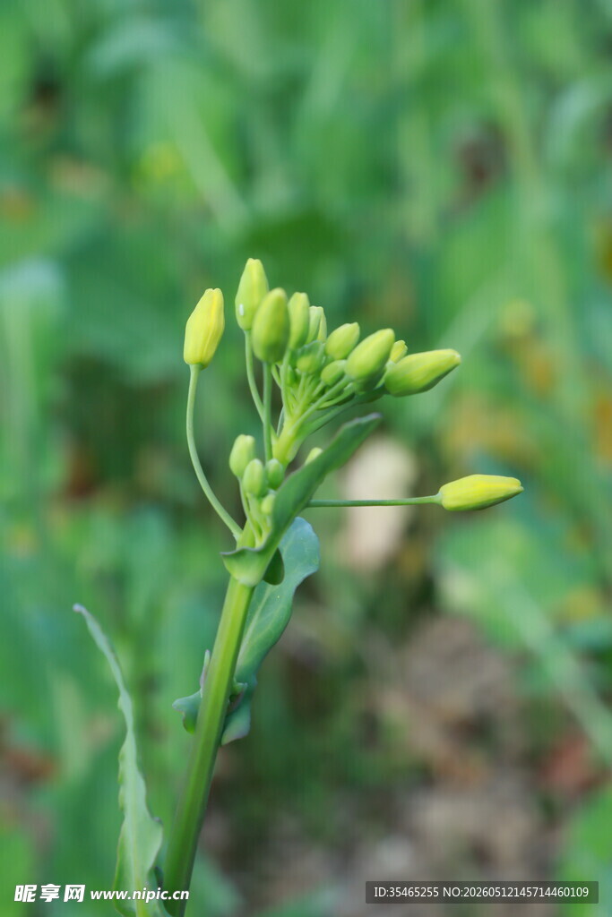 黄色花苞植物特写