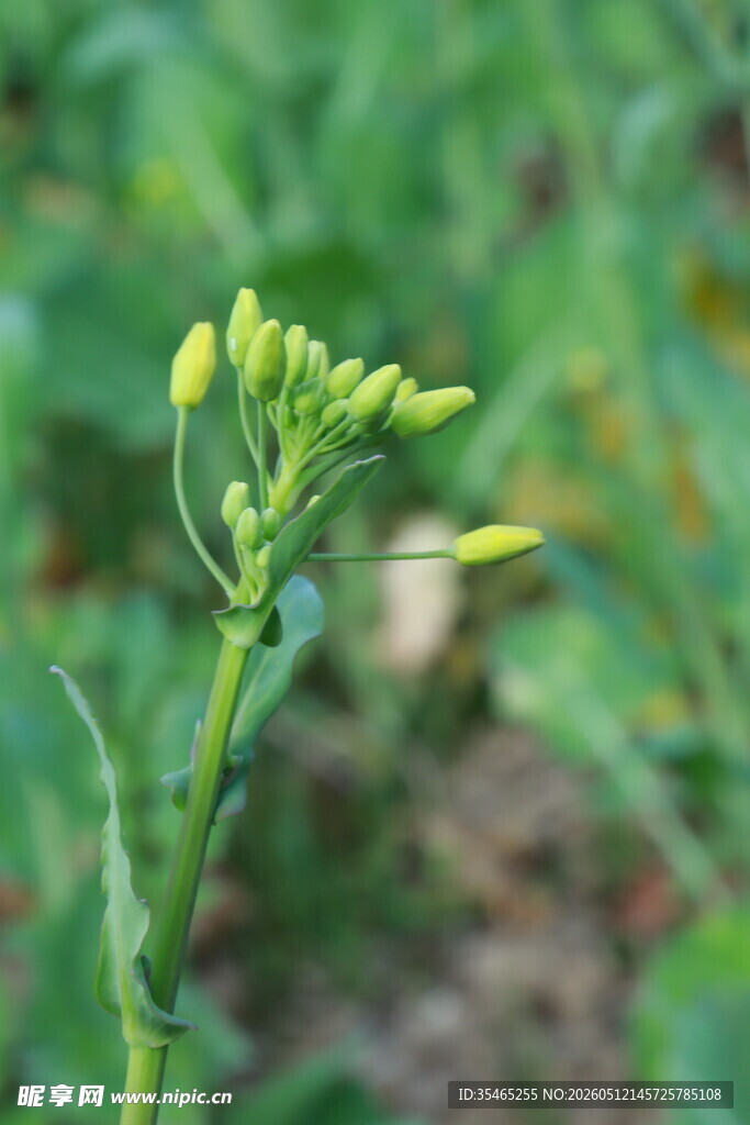 嫩绿菜苔花苞特写