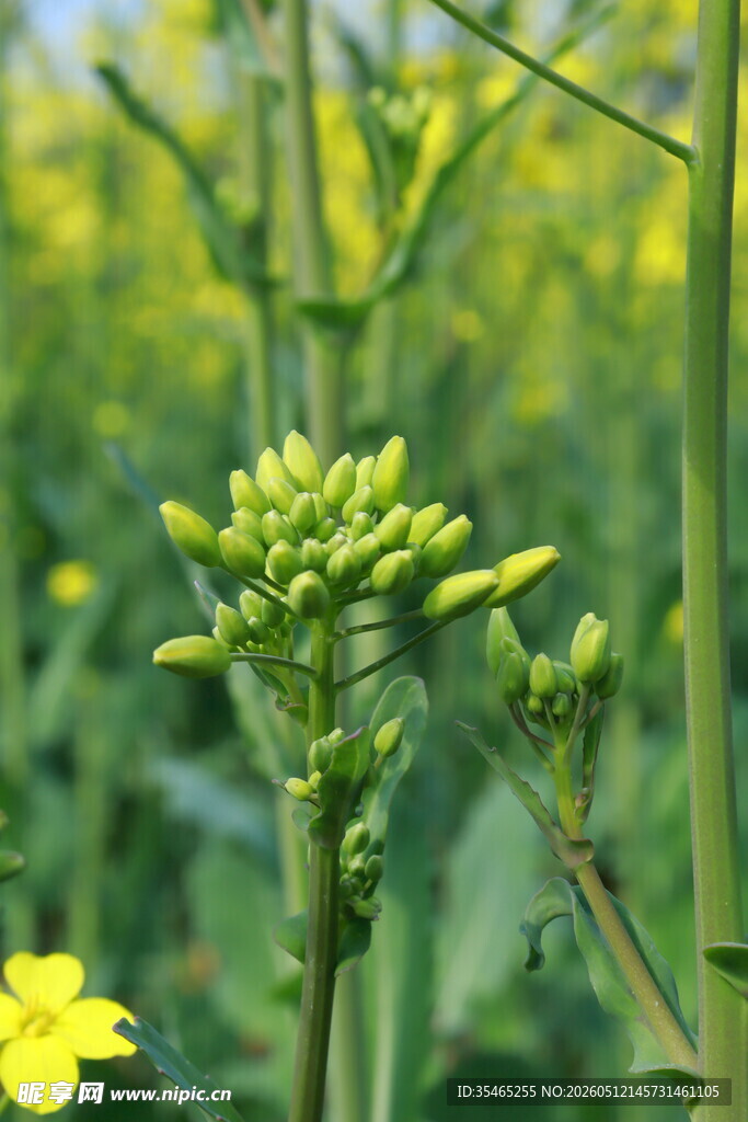 油菜花特写