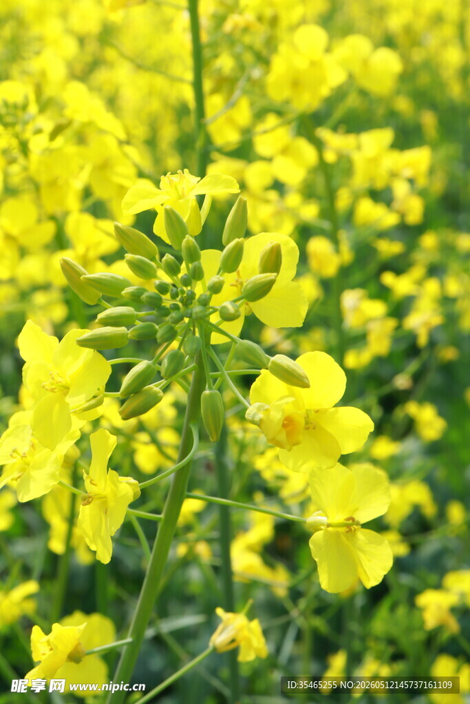 金黄油菜花田