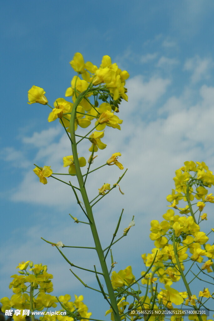 蓝天映衬下的灿烂油菜花