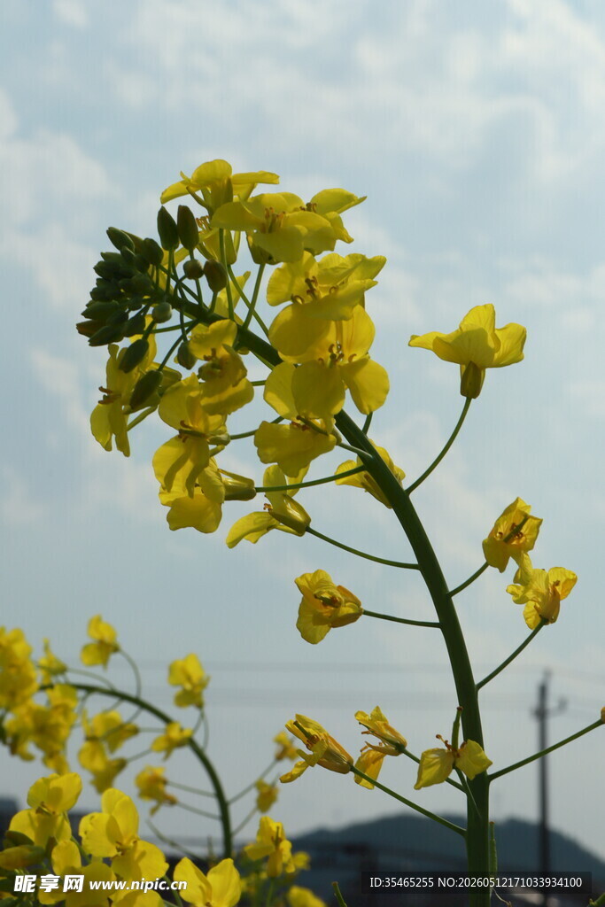 绽放的黄色油菜花枝