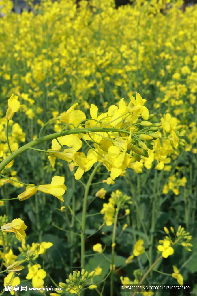 金黄灿烂的油菜花海