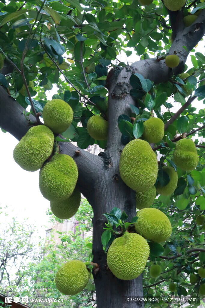 树上挂满硕大的菠萝蜜