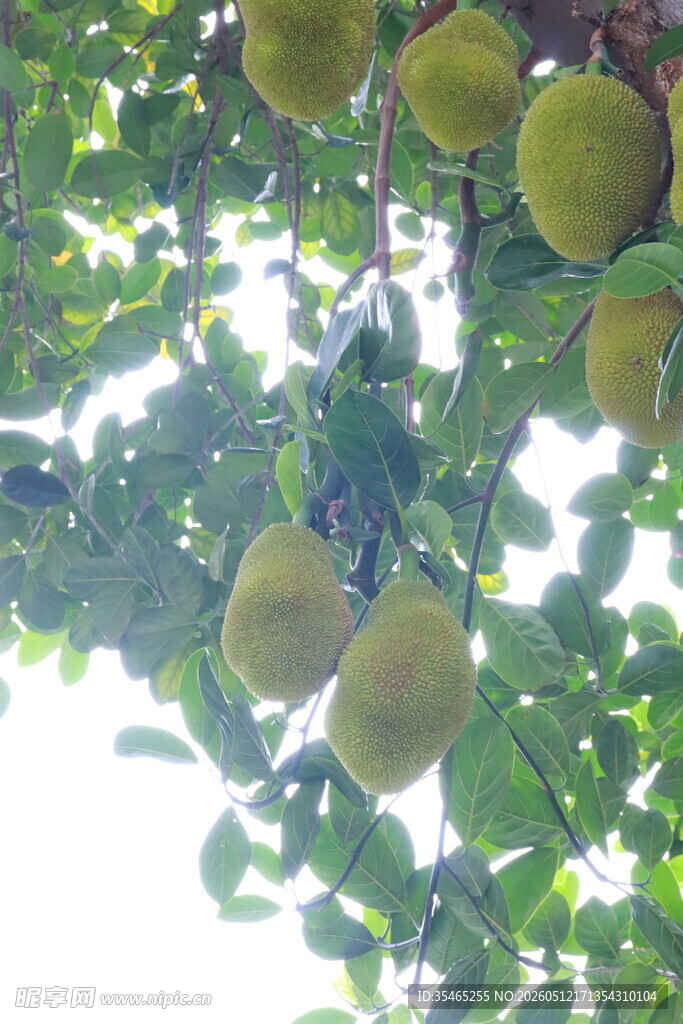 挂满枝头的菠萝蜜