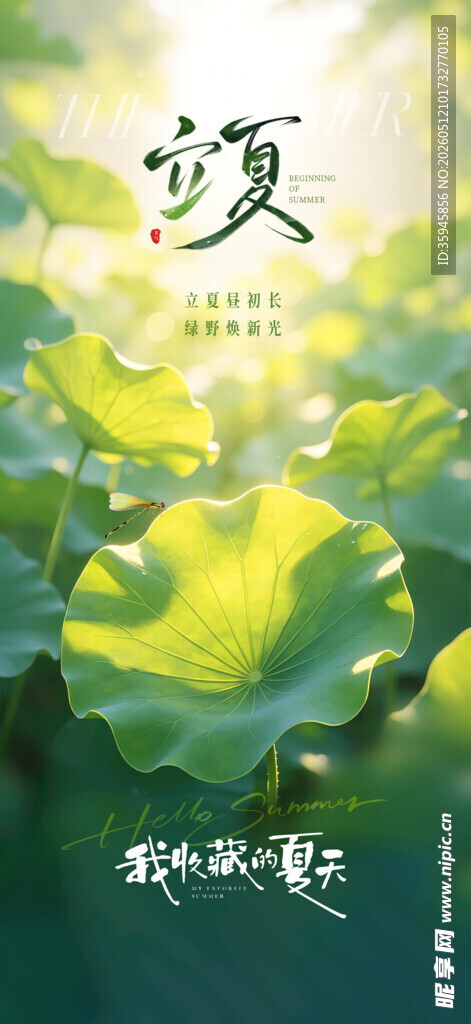 夏日荷叶图