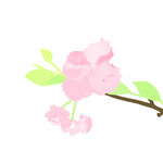 粉色樱花枝插画