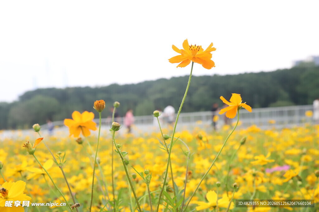 金黄花海中的灿烂小雏菊