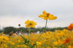田野中绽放的绚烂小黄花