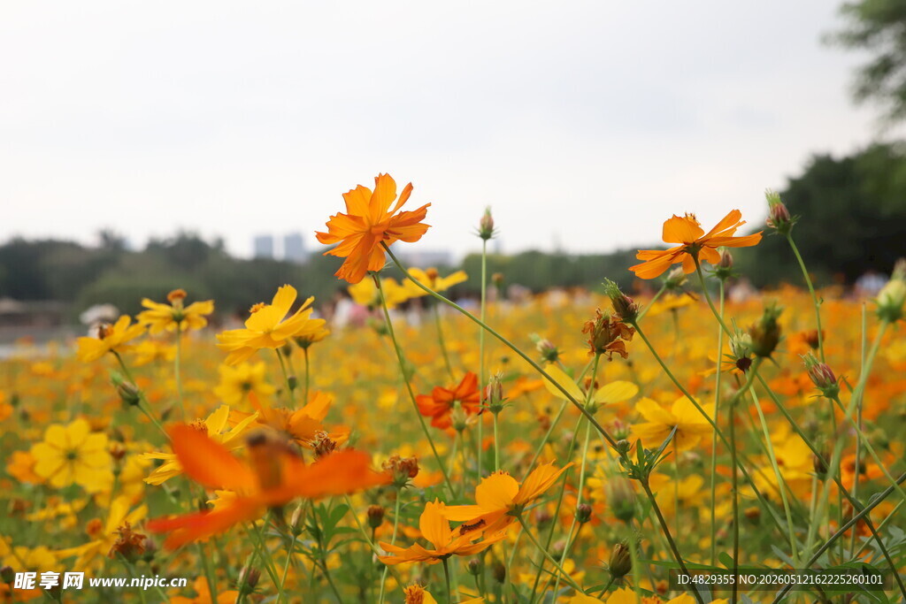 灿烂花海中的缤纷小雏菊