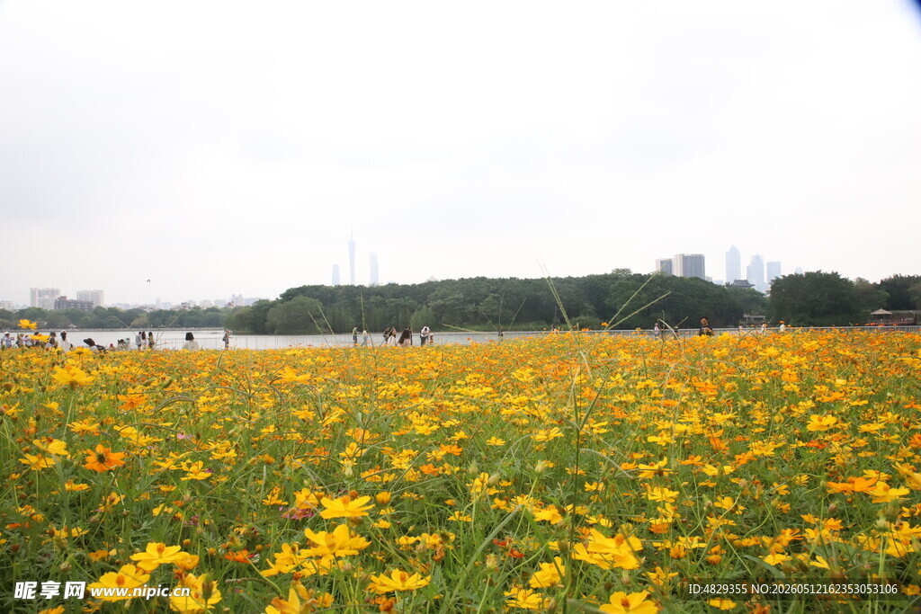 金黄花海春日烂漫景致