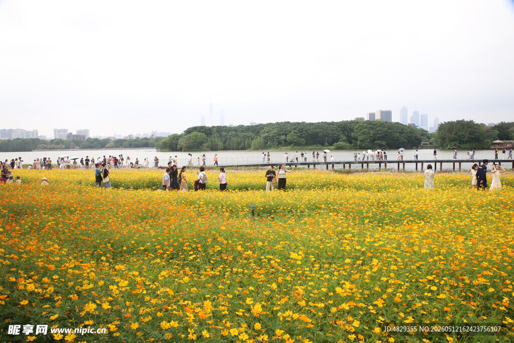 金黄花海中的休闲人群