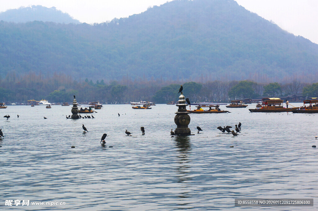 西湖水域飞鸟与游船景象
