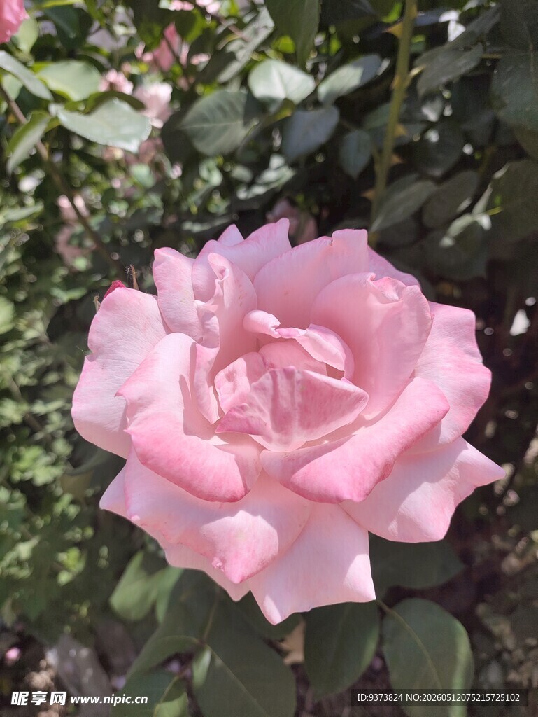 娇艳粉色月季花绽放